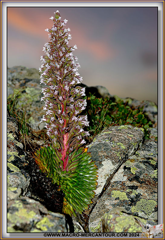 Saxifrage florulenta Moretti